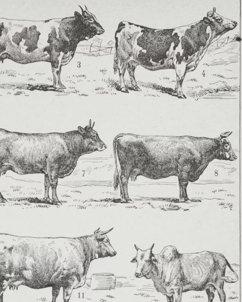 Vaches races Normande Charolaise Durham 1930, planche zoologie bovine – détail de la planche ancienne