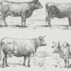 vaches-races-b14.jpg Vaches races Normande Charolaise Durham 1930, planche zoologie bovine