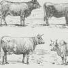 Vaches races Normande Charolaise Durham 1930, planche zoologie bovine – détail de la planche ancienne