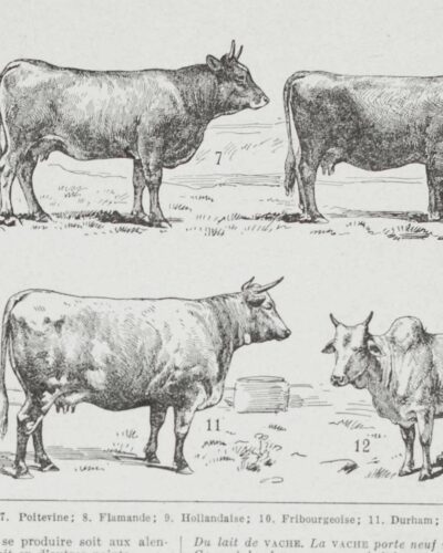 vaches-races-b14.jpg Vaches races Normande Charolaise Durham 1930, planche zoologie bovine