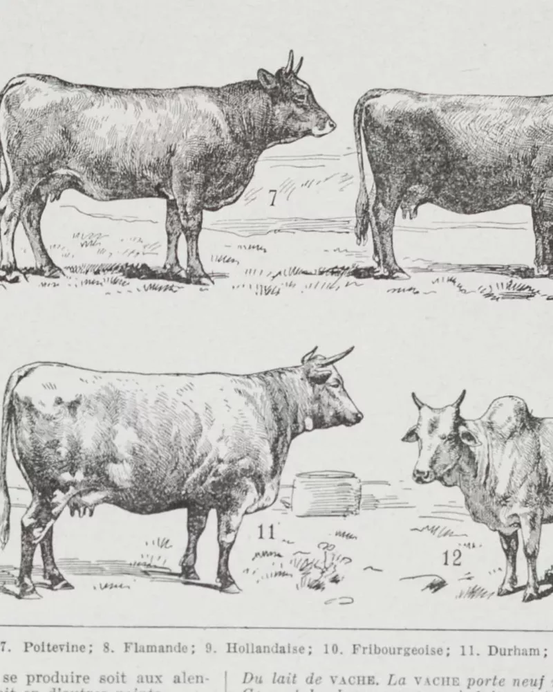 Vaches races Normande Charolaise Durham 1930, planche zoologie bovine – détail de la planche ancienne