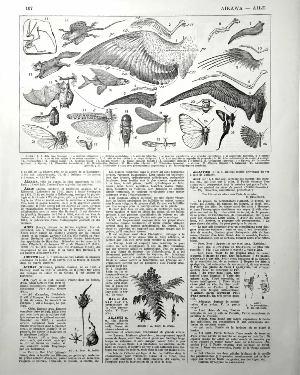 XX11928AILE-R-ailes Ailes d'oiseaux, chauve-souris, poissons volants et insectes, planche scientifique de 1928