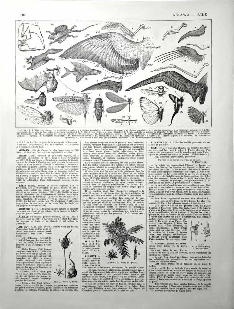 Ailes d'oiseaux, chauve-souris, poissons volants et insectes, planche scientifique de 1928