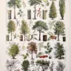 XX11928ARPE-R-arbres-peuplier-millot Arbres , peupliers