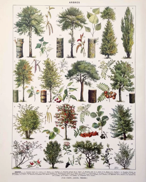 XX11928ARPE-R-arbres-peuplier-millot Arbres , peupliers