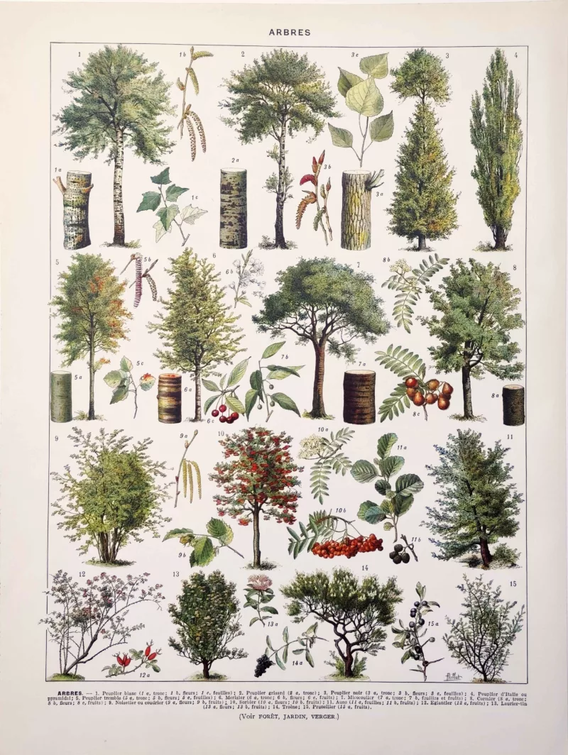 XX11928ARPE-R-arbres-peuplier-millot Arbres , peupliers