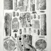 XX11928ARPE-V-arbres-insectes-xylophages Ennemis des arbres, insectes xylophages et galeries dans le bois, verso en noir et blanc de 1928