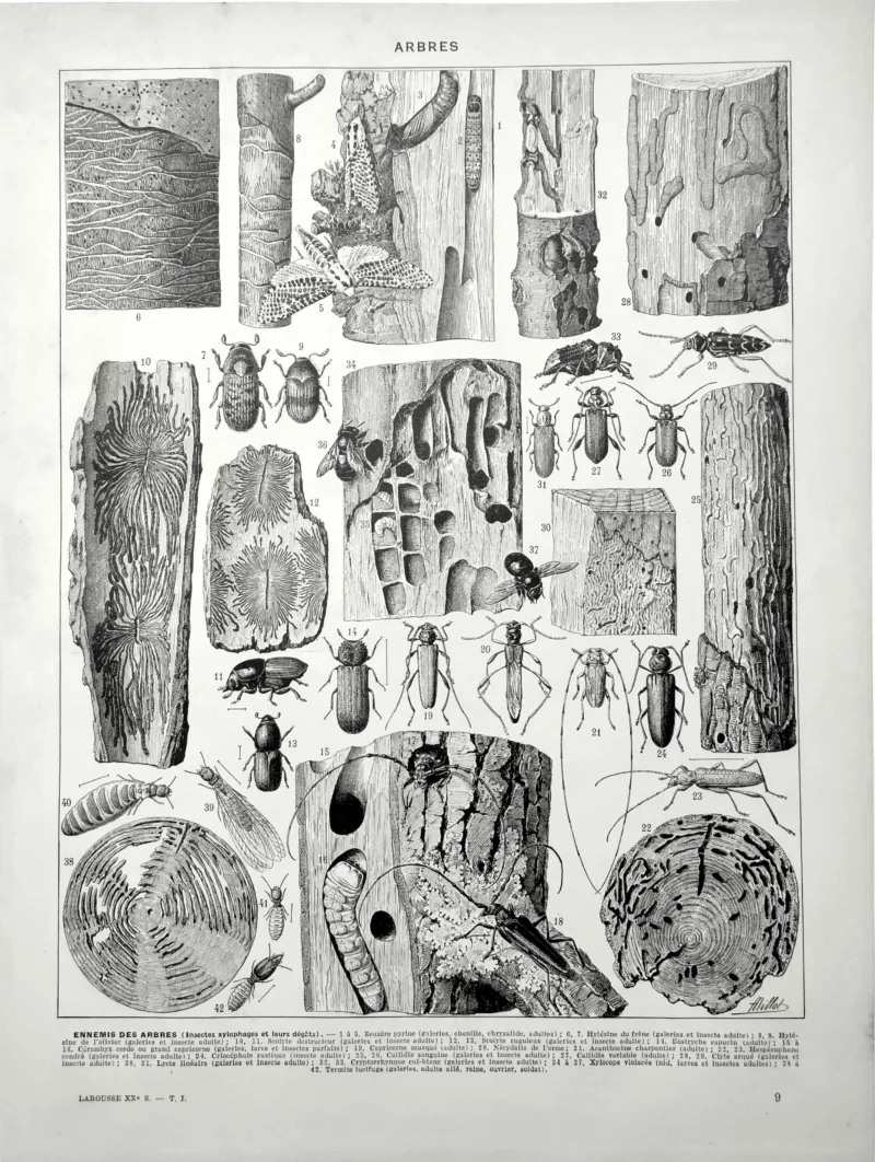 XX11928ARPE-V-arbres-insectes-xylophages Ennemis des arbres, insectes xylophages et galeries dans le bois, verso en noir et blanc de 1928