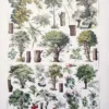 XX11928ARTL-R-arbres-tilleul-millot Arbre, tilleul