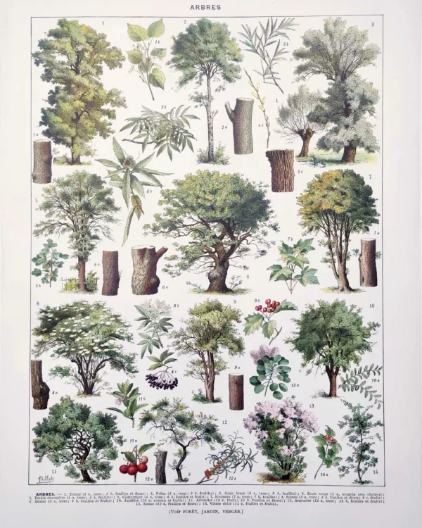 XX11928ARTL-R-arbres-tilleul-millot Arbre, tilleul