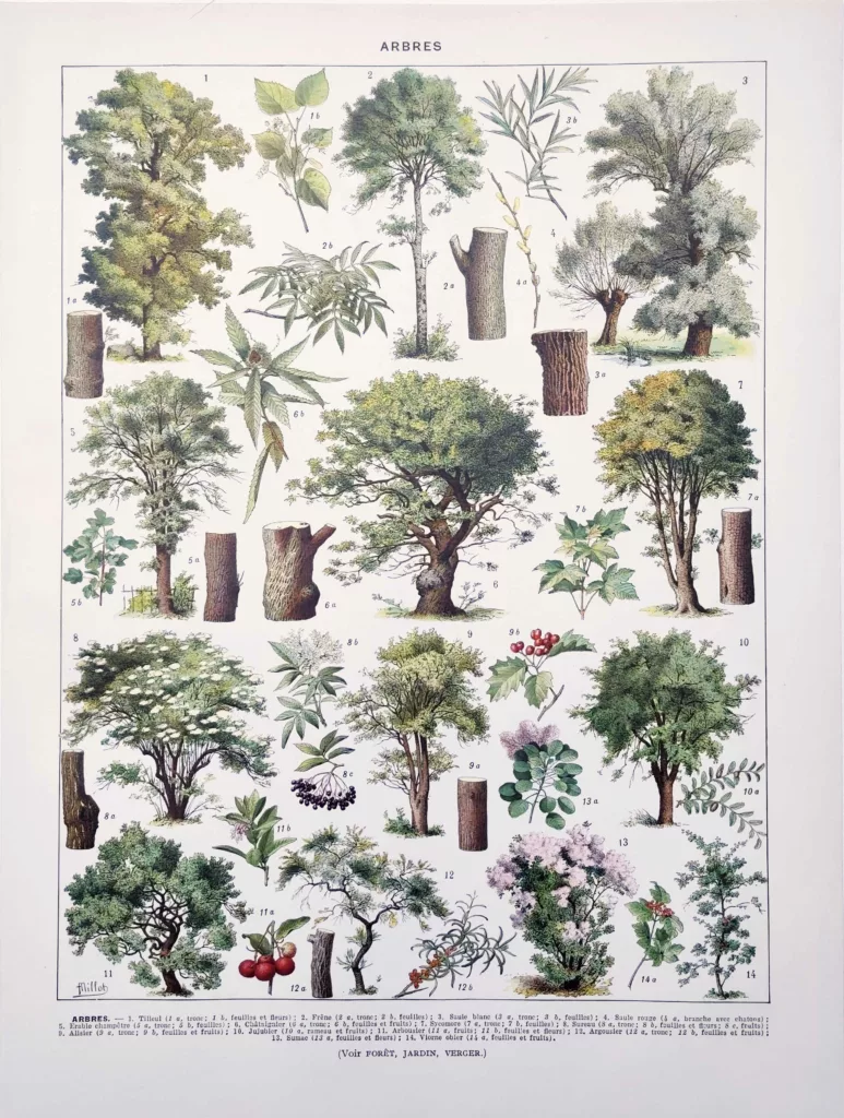 Arbre, tilleul