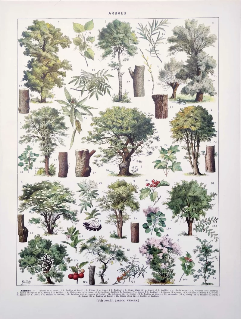 XX11928ARTL-R-arbres-tilleul-millot Arbre, tilleul