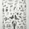 Arthropodes, insectes, papillons, crustacés et arachnides, planche zoologique originale de 1928