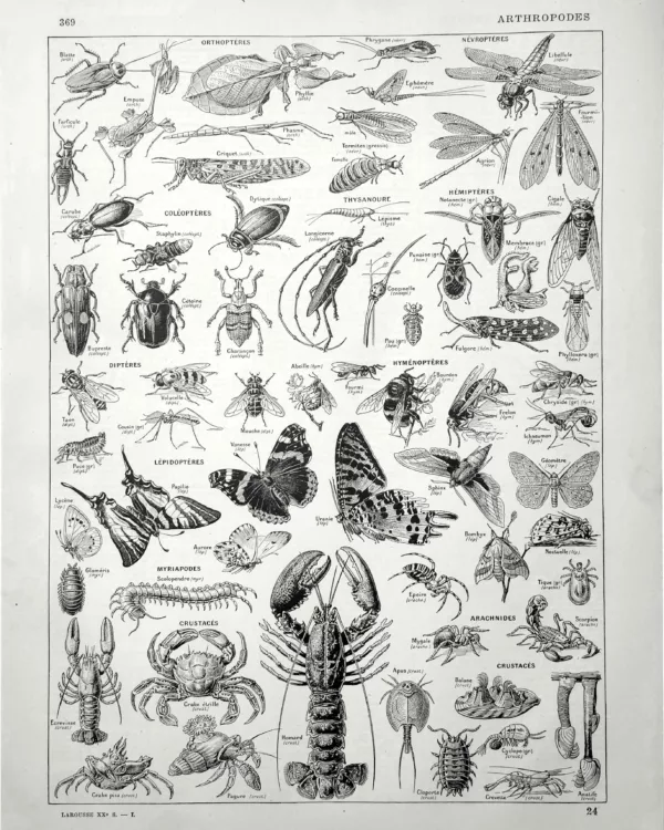 XX11928ARTR-R-arthropodes-insectes-crustaces Arthropodes, insectes, papillons, crustacés et arachnides, planche zoologique originale de 1928