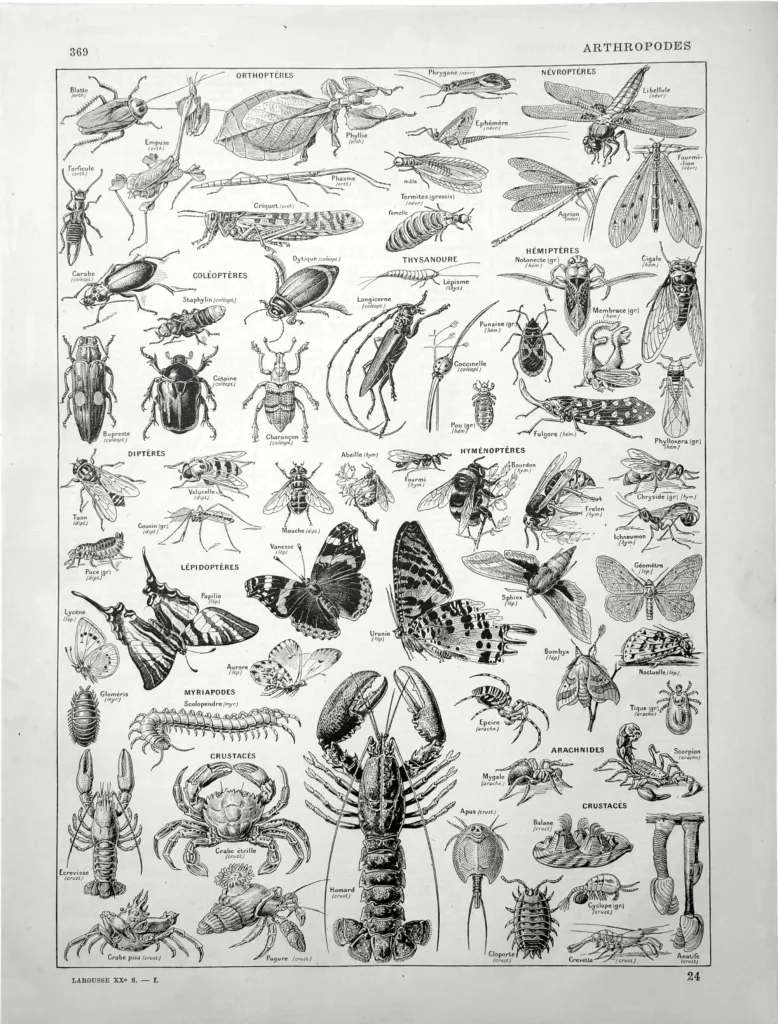 Arthropodes, insectes, papillons, crustacés et arachnides, planche zoologique originale de 1928