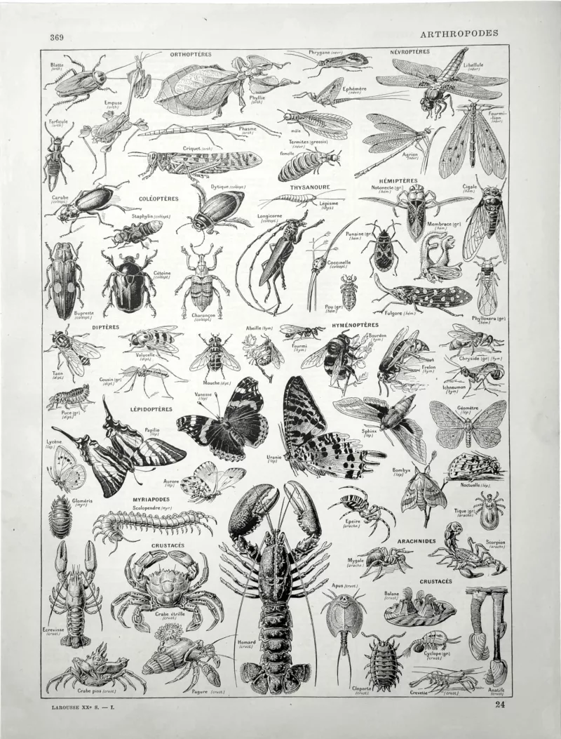 Arthropodes, insectes, papillons, crustacés et arachnides, planche zoologique originale de 1928