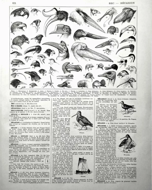 XX11928BEC0-R-becs-oiseaux Becs d’oiseaux, têtes de rapaces, toucans, flamants et pélicans, planche ornithologique de 1928 par Adolphe Millot