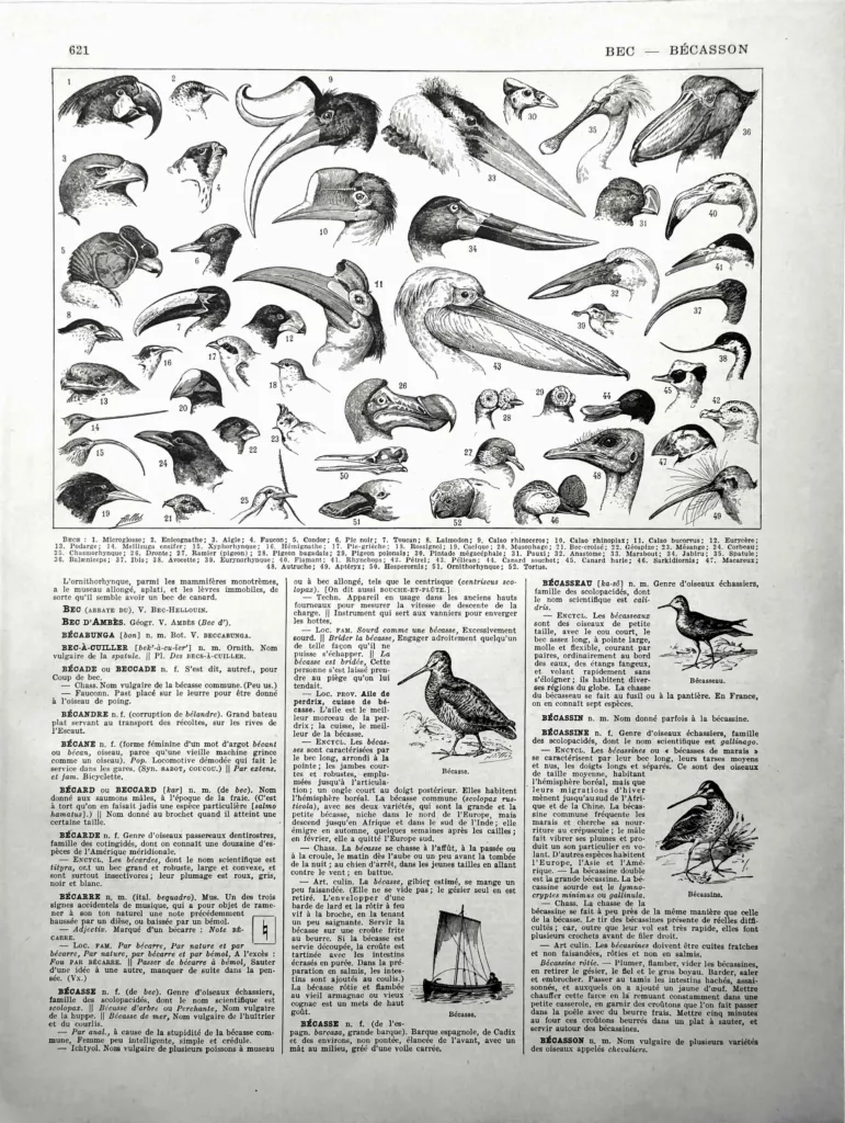 Becs d’oiseaux, têtes de rapaces, toucans, flamants et pélicans, planche ornithologique de 1928 par Adolphe Millot