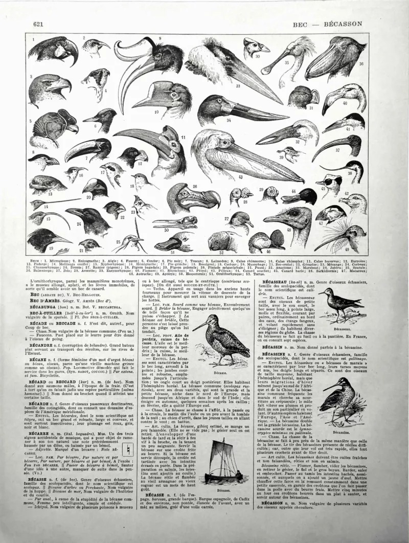 XX11928BEC0-R-becs-oiseaux Becs d’oiseaux, têtes de rapaces, toucans, flamants et pélicans, planche ornithologique de 1928 par Adolphe Millot