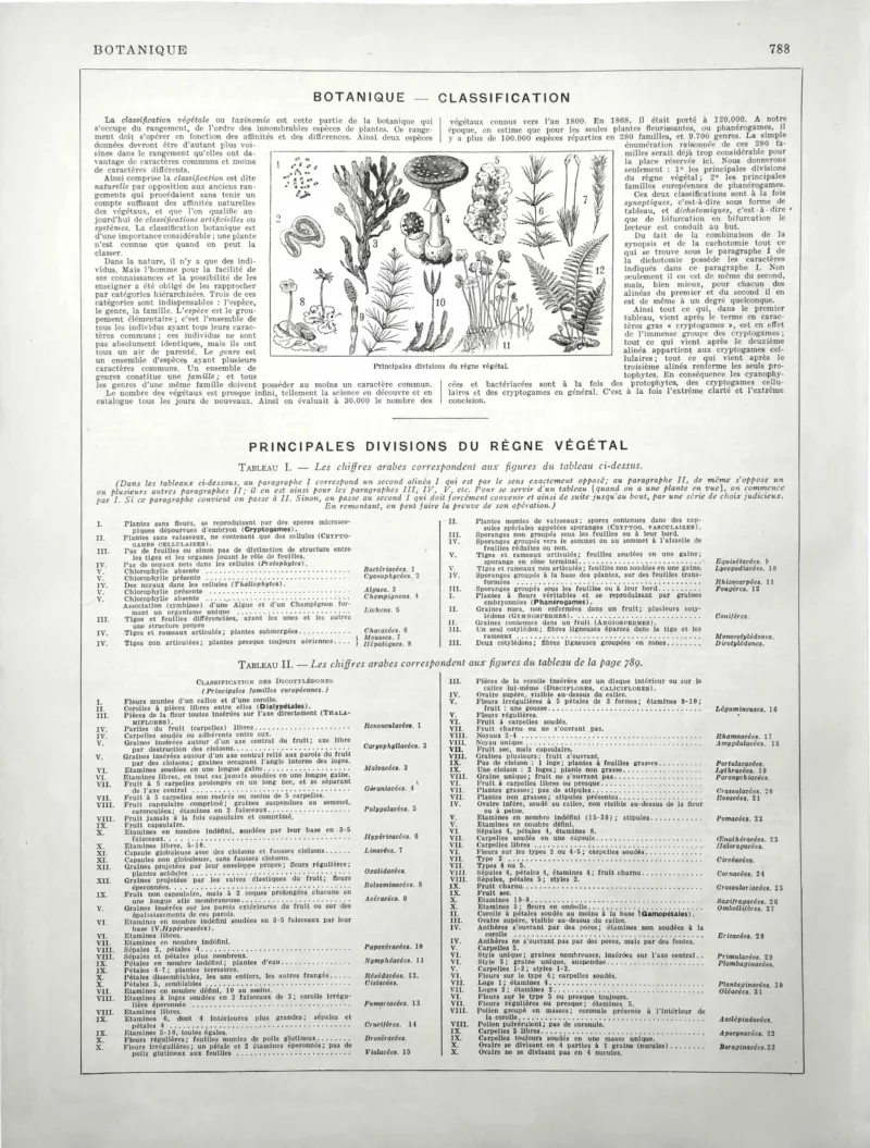 XX11928BOTA-R1-botanique-classification Botanique, principales divisions du règne végétal et tableaux de classification, planche de 1928