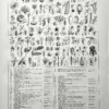 XX11928BOTA-R2-botanique-classification Botanique, classification illustrée des familles végétales, seconde planche de 1928