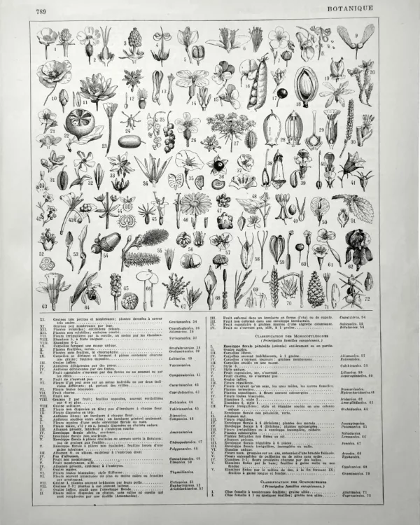 XX11928BOTA-R2-botanique-classification Botanique, classification illustrée des familles végétales, seconde planche de 1928
