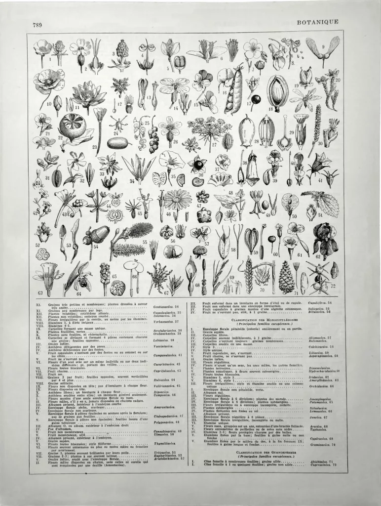 Botanique, classification illustrée des familles végétales, seconde planche de 1928