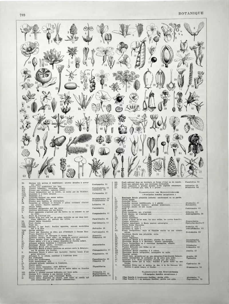 XX11928BOTA-R2-botanique-classification Botanique, classification illustrée des familles végétales, seconde planche de 1928