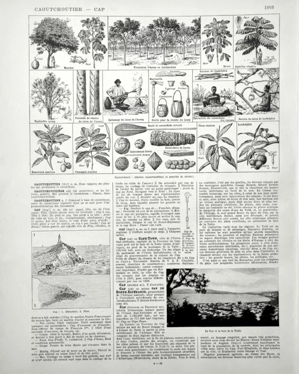 XX11928CAOU-R-caoutchouc Caoutchouc, hévéa, plantes à latex, récolte et extraction, planche encyclopédique de 1928