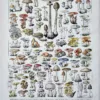 XX21929CHA1-R-champignons-lepiotes Champignons et lépiotes, planche mycologique d’Adolphe Millot de 1929