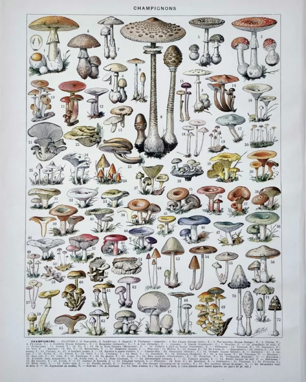 XX21929CHA1-R-champignons-lepiotes Champignons et lépiotes, planche mycologique d’Adolphe Millot de 1929