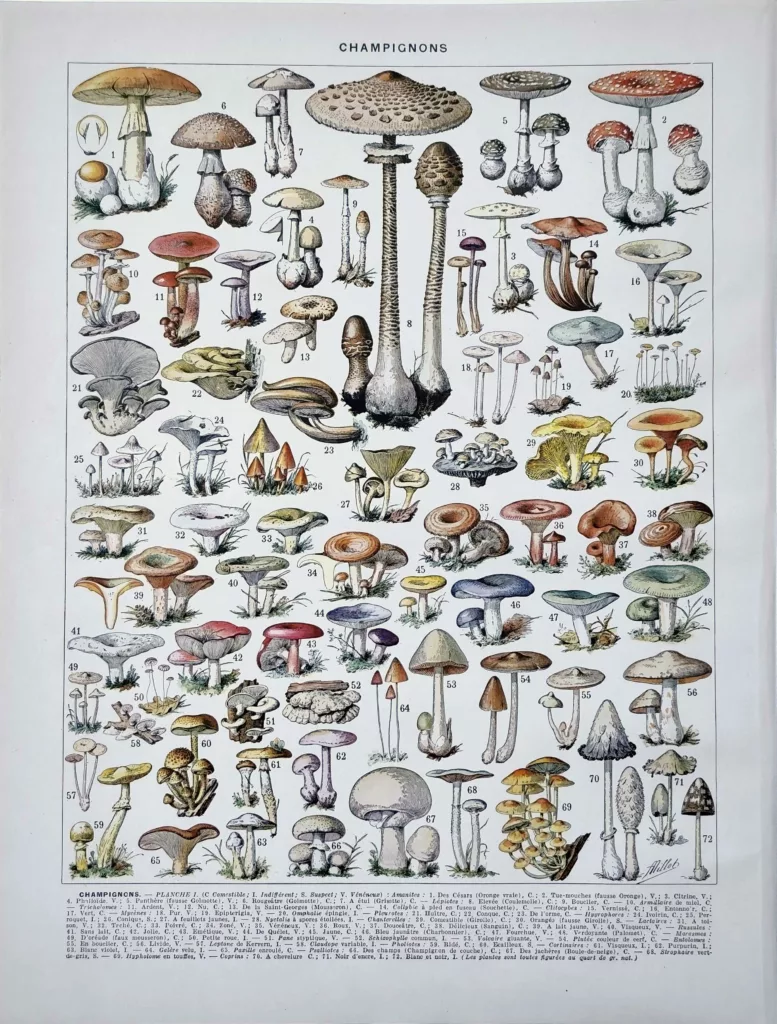 Champignons et lépiotes, planche mycologique d’Adolphe Millot de 1929