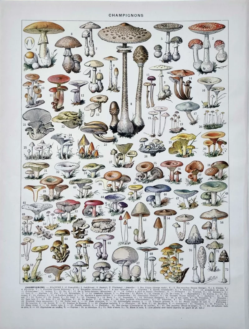 XX21929CHA1-R-champignons-lepiotes Champignons et lépiotes, planche mycologique d’Adolphe Millot de 1929