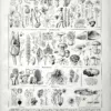 XX21929CHA1-V-champignons-classification Classification des champignons, verso de la planche d’Adolphe Millot de 1929