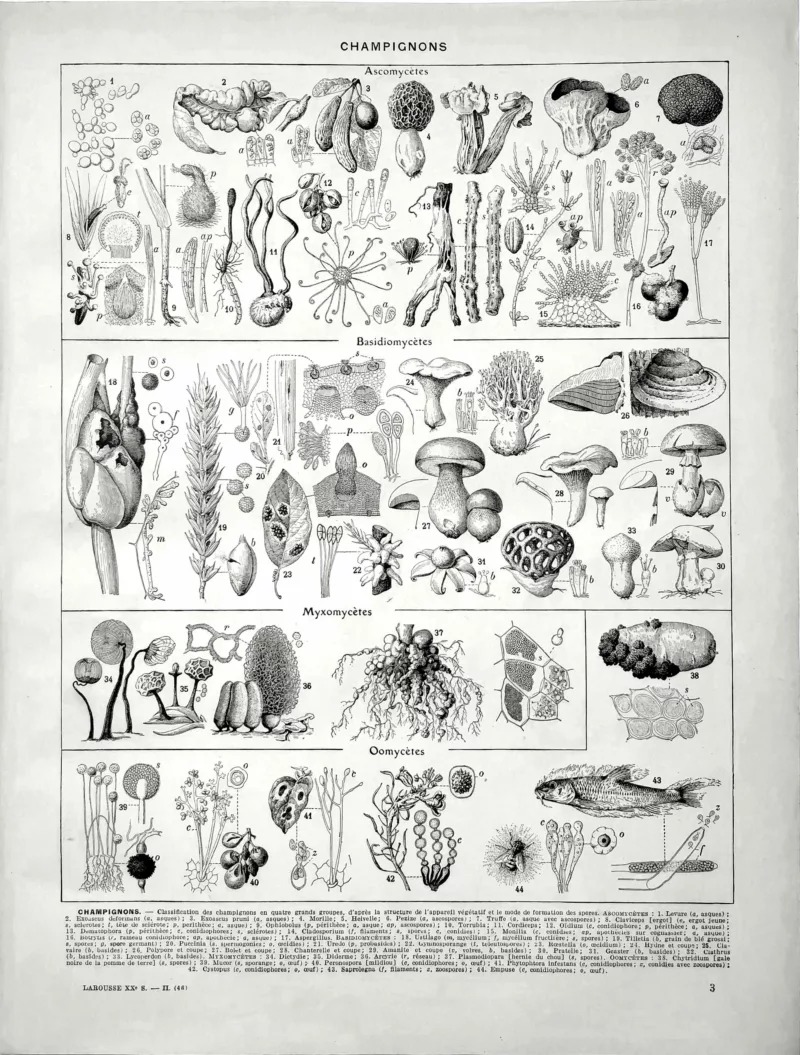 XX21929CHA1-V-champignons-classification Classification des champignons, verso de la planche d’Adolphe Millot de 1929