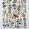 XX21929CHA2-R-champignons-bolet Champignons et bolets, planche mycologique d’Adolphe Millot de 1929