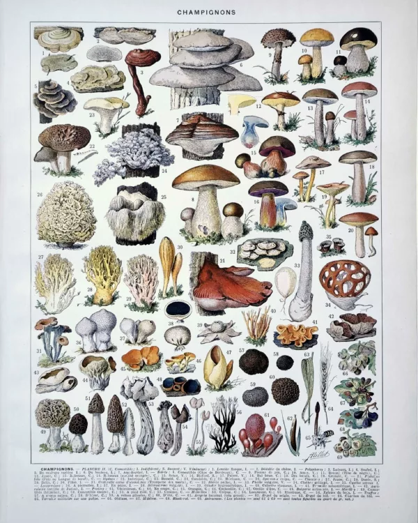 XX21929CHA2-R-champignons-bolet Champignons et bolets, planche mycologique d’Adolphe Millot de 1929