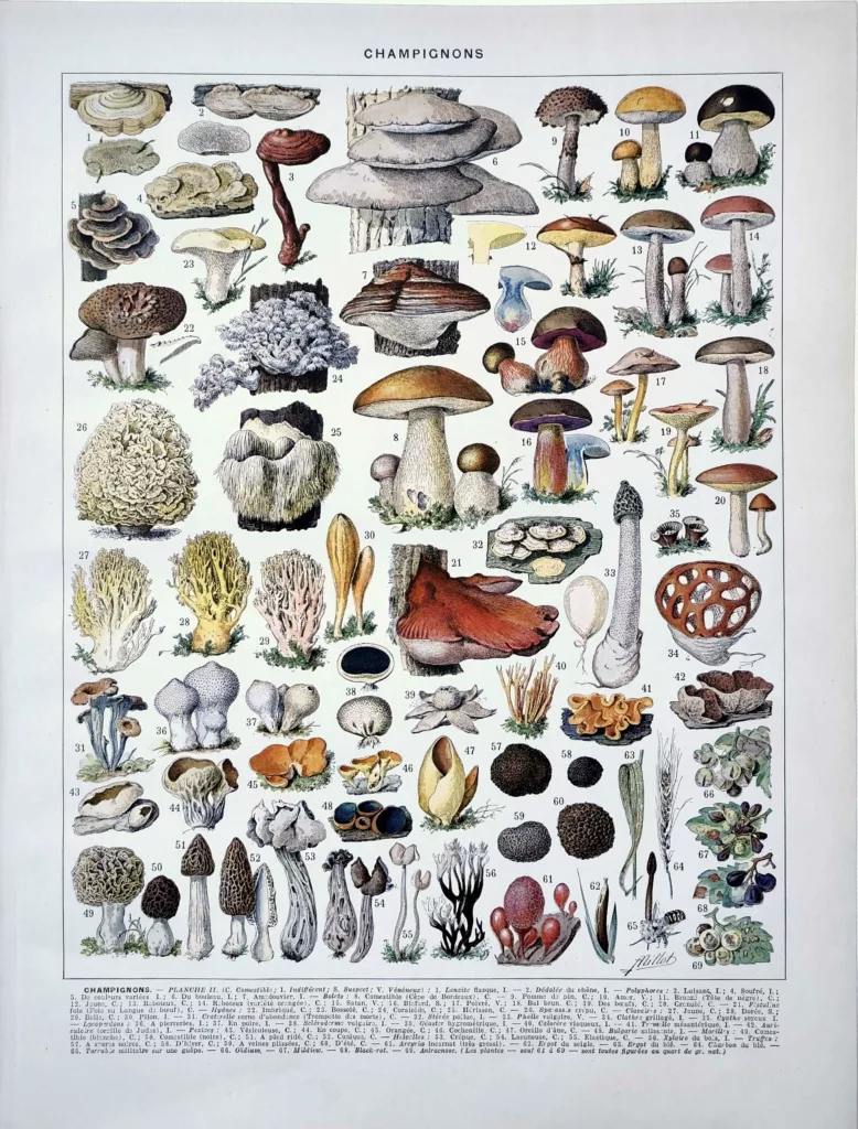 Champignons et bolets, planche mycologique d’Adolphe Millot de 1929