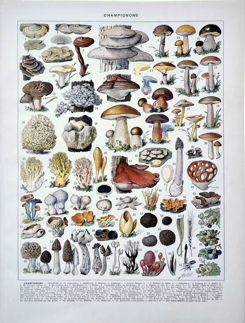 XX21929CHA2-R-champignons-bolet Champignons et bolets, planche mycologique d’Adolphe Millot de 1929