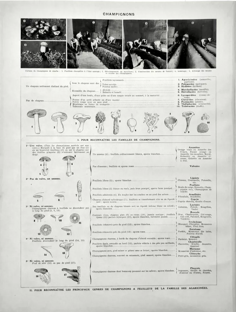 XX21929CHA2-V-champignons-identification Identification des champignons, verso de la planche d’Adolphe Millot de 1929