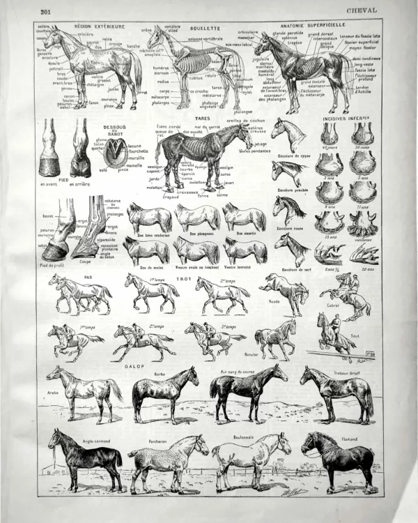 XX21929CHEV-R-cheval Cheval, races et morphologie, planche zoologique d’Adolphe Millot de 1929