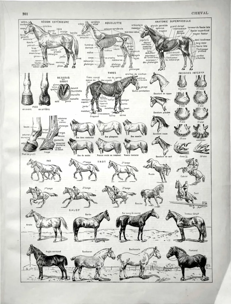 Cheval, races et morphologie, planche zoologique d’Adolphe Millot de 1929