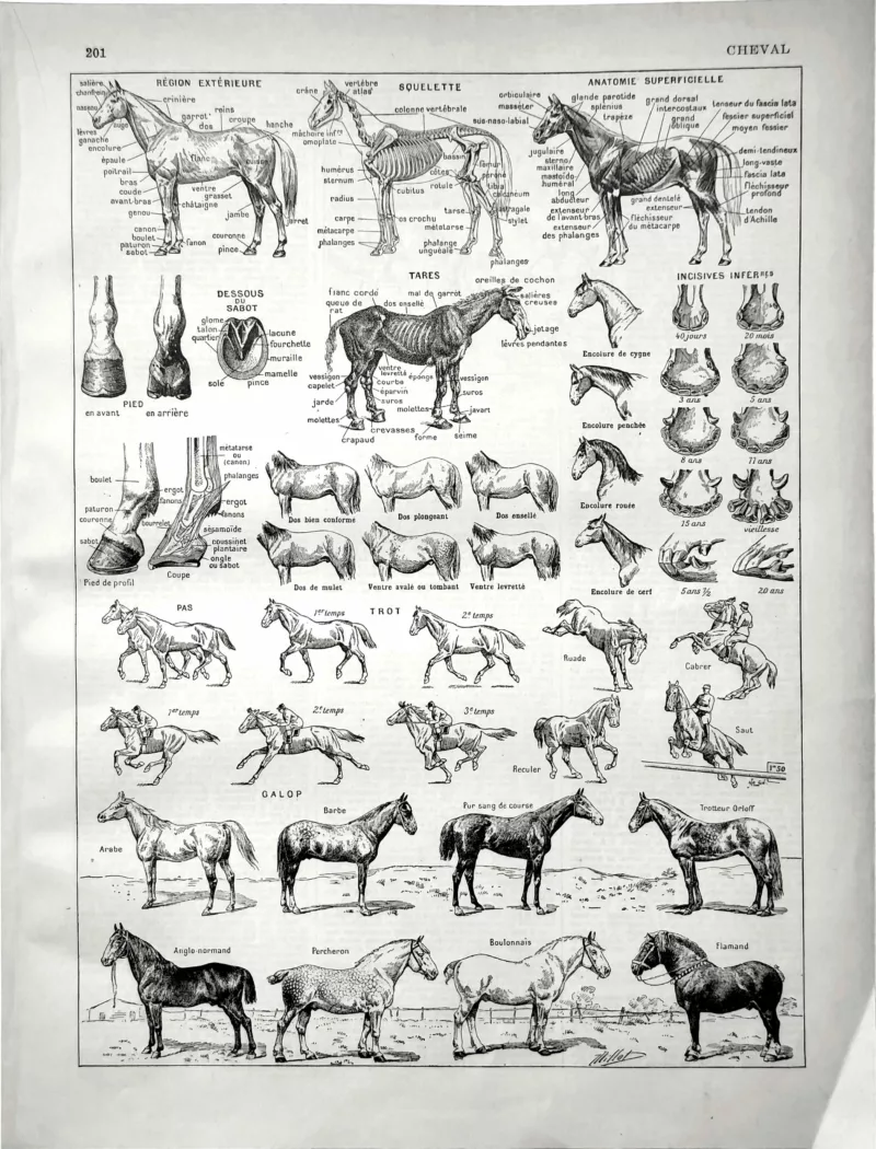Cheval, races et morphologie, planche zoologique d’Adolphe Millot de 1929