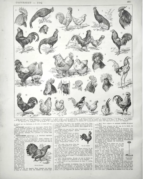 XX21929COQ0-R-coqs Coqs, races et plumages, planche zoologique originale de 1929