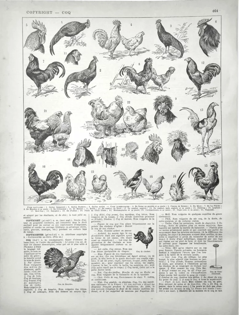 Coqs, races et plumages, planche zoologique originale de 1929