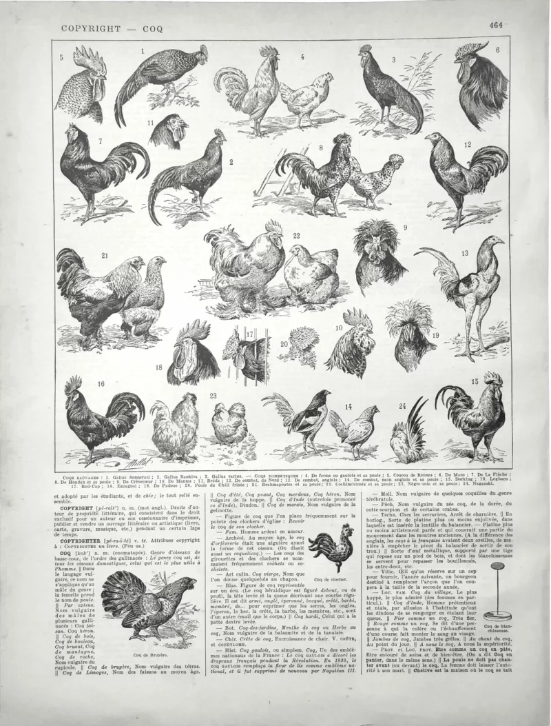 XX21929COQ0-R-coqs Coqs, races et plumages, planche zoologique originale de 1929