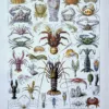 XX21929CRUS-R-crustaces Crustacés, planche zoologique d’Adolphe Millot, recto original de 1929