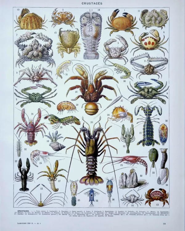 XX21929CRUS-R-crustaces Crustacés, planche zoologique d’Adolphe Millot, recto original de 1929