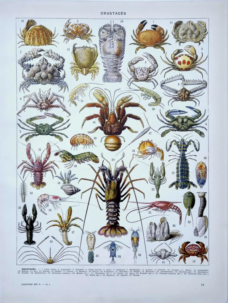 Crustacés, planche zoologique d’Adolphe Millot, recto original de 1929