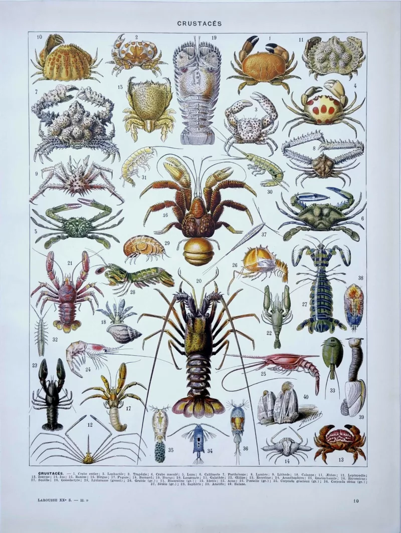 XX21929CRUS-R-crustaces Crustacés, planche zoologique d’Adolphe Millot, recto original de 1929